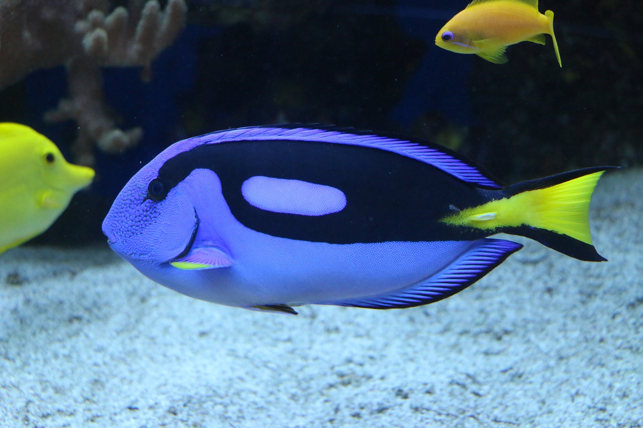 揭秘未知奇观与神秘生物，最新海底世界探索之旅