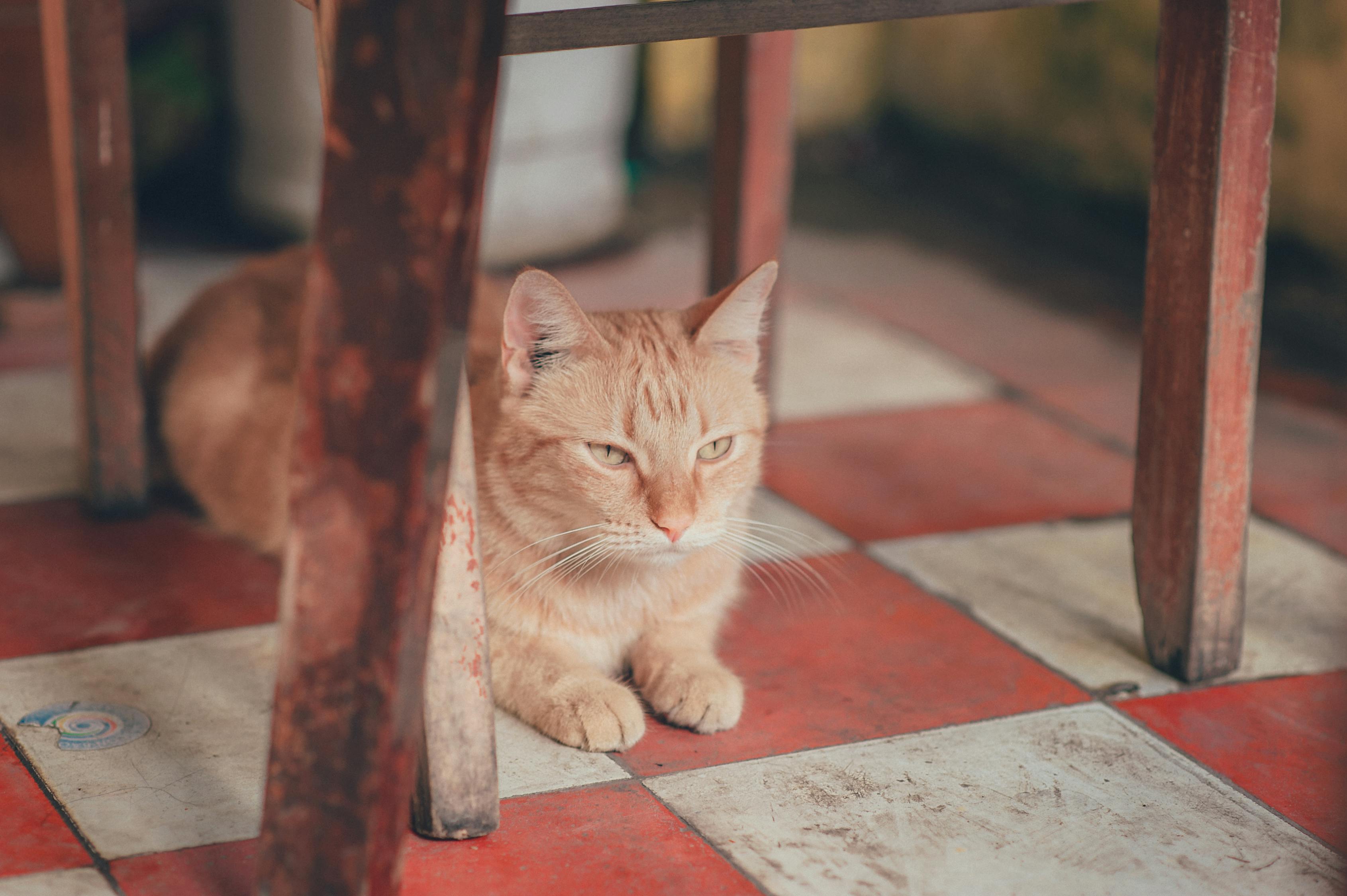 奎屯最新猫市探秘，猫咪的温馨家园