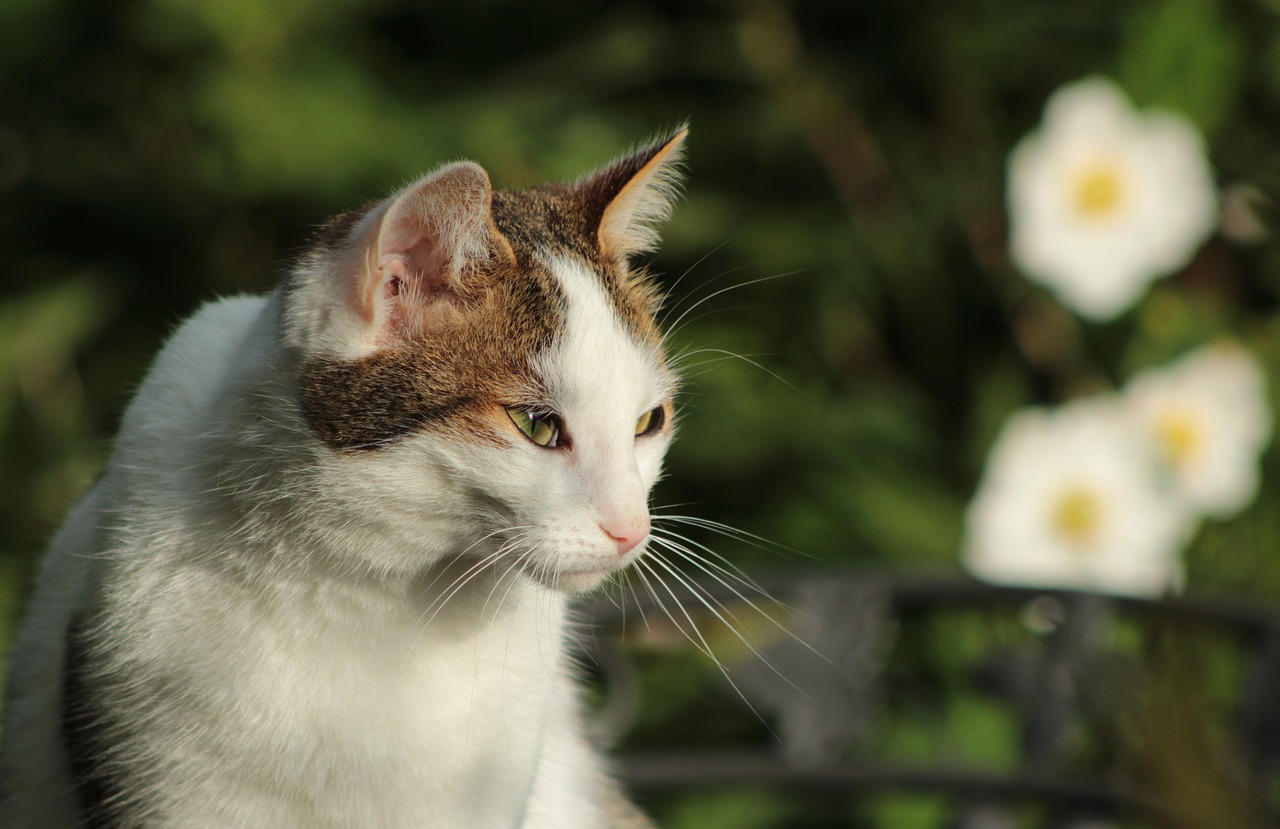 猫和老鼠破解版最新，游戏乐趣与规则的完美融合艺术