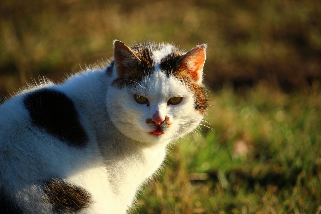 猫咪动漫头像，萌趣与个性的完美融合